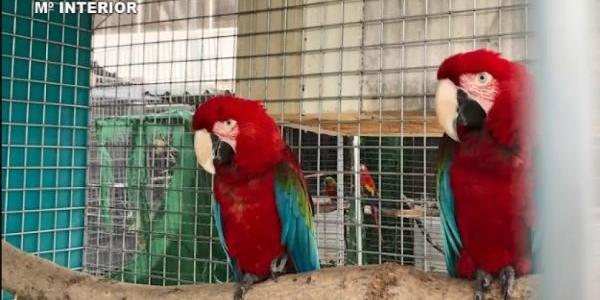 Especies de aves rescatadas de zoos clandestinos