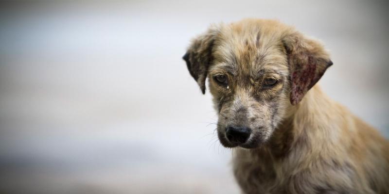 Perro abandonado, imagen de Xavier García / Elmira.es