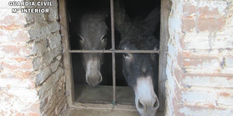 Animales maltratados