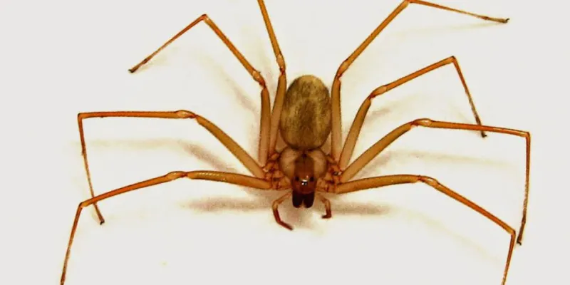 Araña violinista