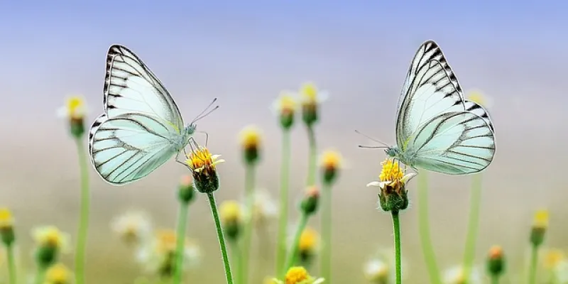 Escamas de mariposas