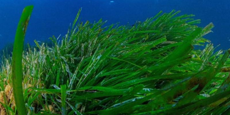 Ibiza sostenible por la posidonia y los corales