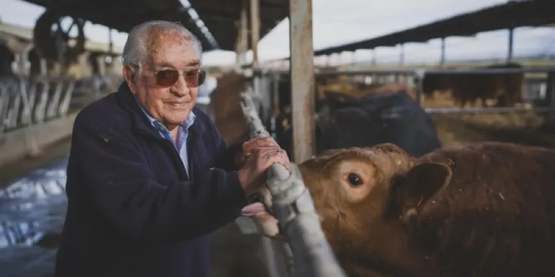 Juan Francisco, al lado de sus vacas. 