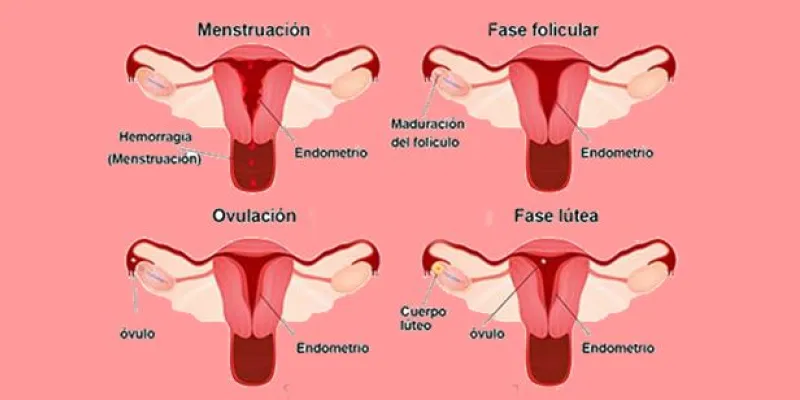 Menstruación