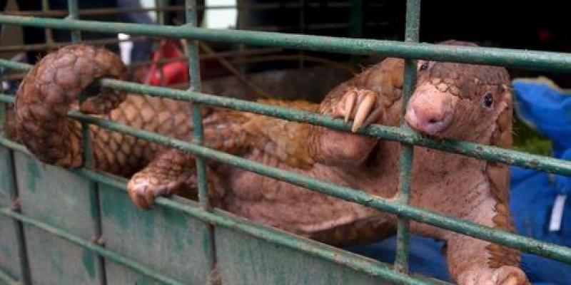 Un pequeño pangolín encerrado en una jaula, posiblemente fue comido. Foto de AFP 