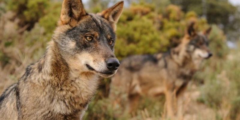Si el ganado corre riesgos, la caza del lobo ibérico estará justificada