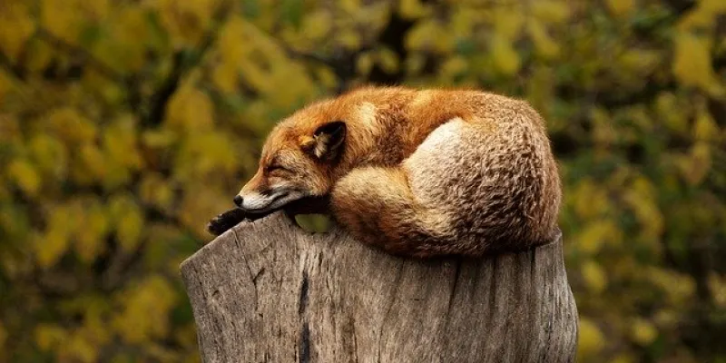 Zorrito sueño