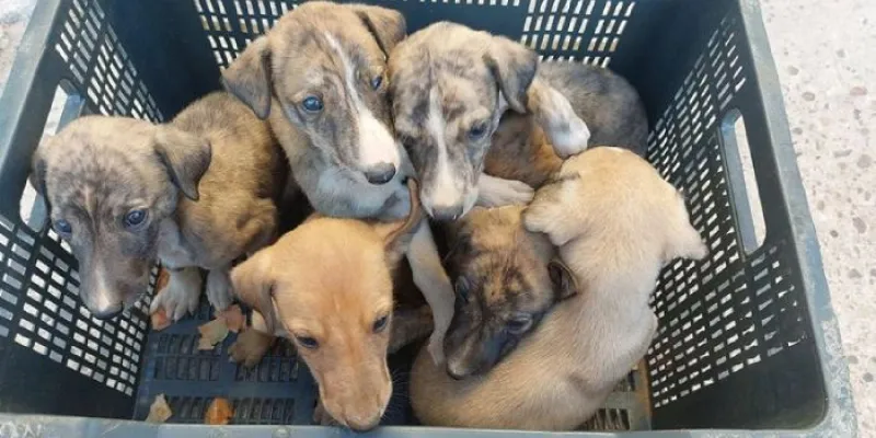 Perros abandonados