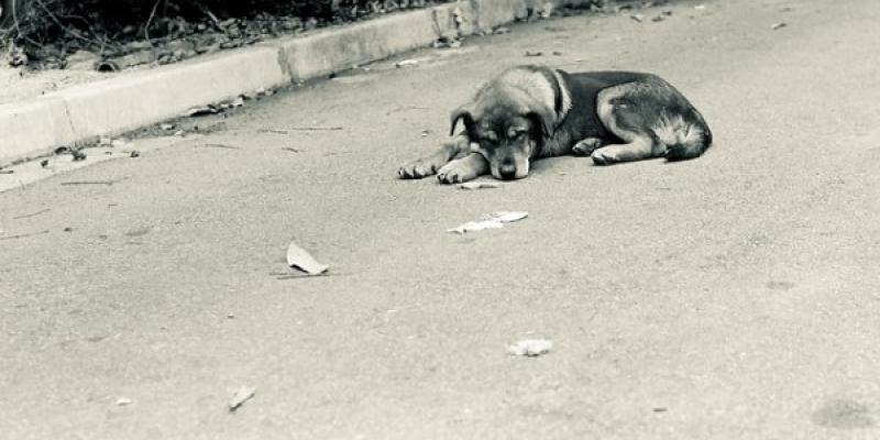 El Abandono De Perros Aumenta Tras La Vuelta A La Normalidad