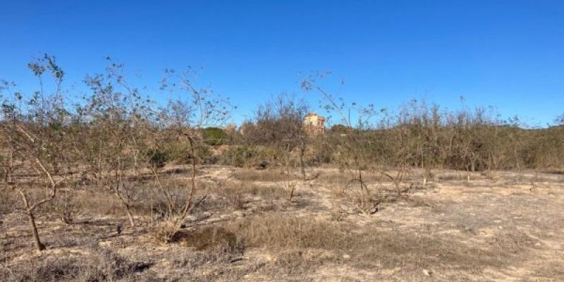 Ejemplo de abandono de tierras agrícolas