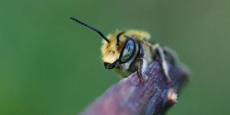 Las abejas y su historia