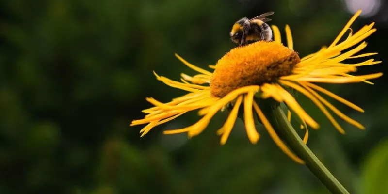 Abejorros