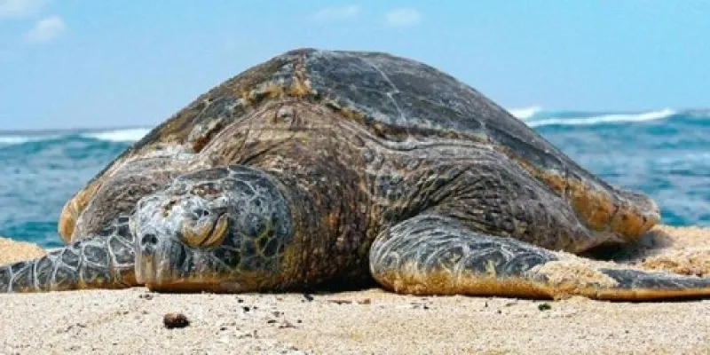 Tortuga verde hawaiana, actualmente en peligro de extinción