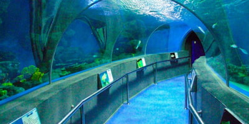 Cuánto cuesta llenar un acuario