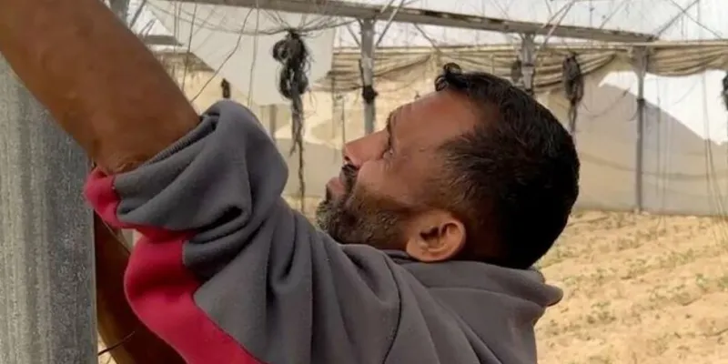 Noticias de la ONU Los agricultores de Gaza están preparando los invernaderos agrícolas para la siembra, realizando trabajos esenciales de restauración y preparación del suelo para reanudar la producción y reactivar los ciclos de cultivo tras períodos de interrupción.