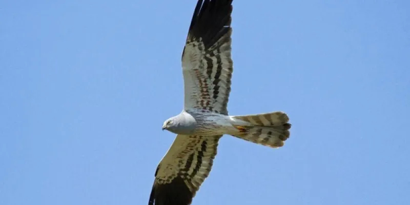 El aguilucho cenizo y su pérdida