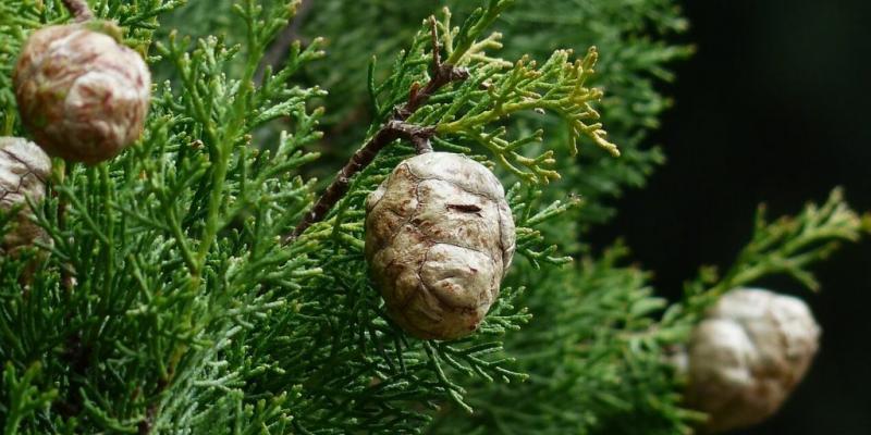 Un ciprés, uno de los causantes de la alergia en invierno.