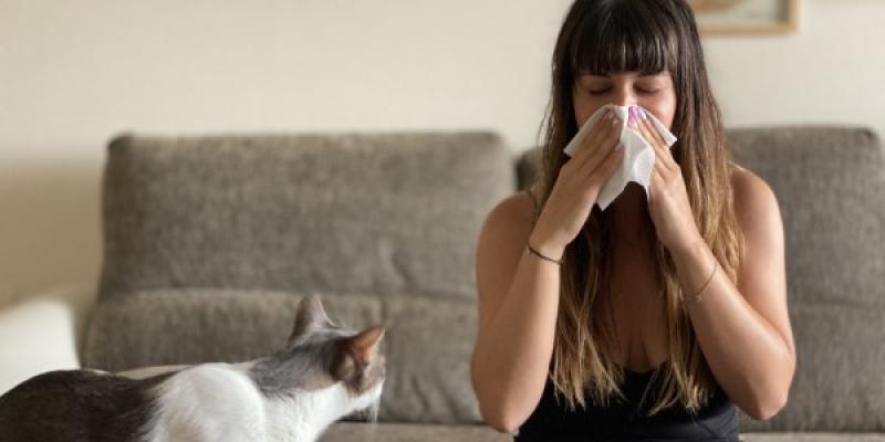 Los gatos hipoalergénicos