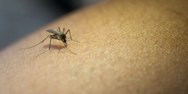 mosquito