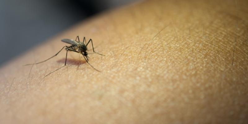 mosquito
