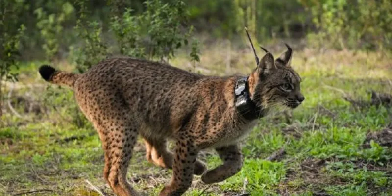 Ejemplar de lince ibérico (Lynx pardinus)