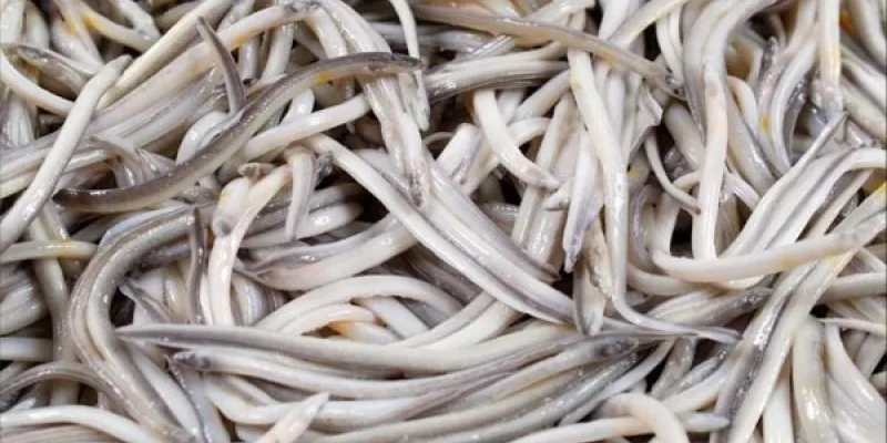 Angula en peligro de extinción