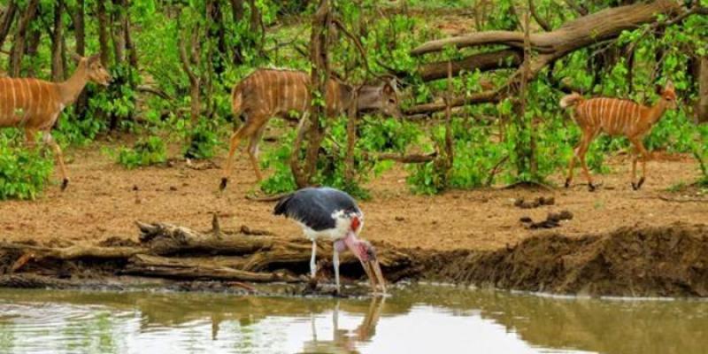 El marabú africano es un ave carroñera