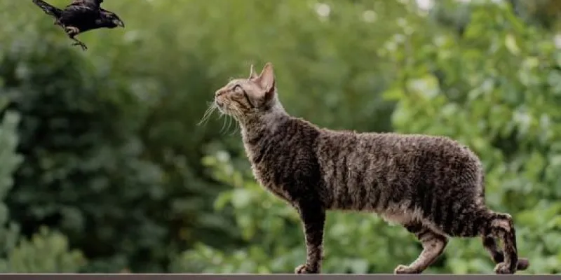 Animales de ciudad y medio rural