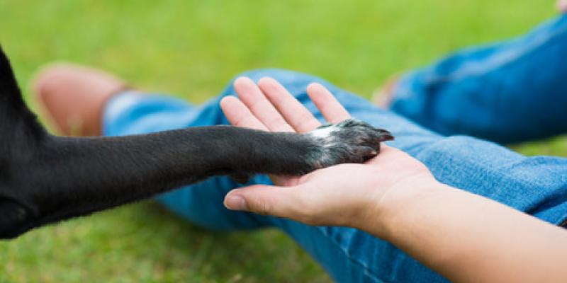 Un plan estatal contra el abandono de los animales de compañía