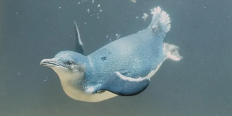 Pingüino pequeño 