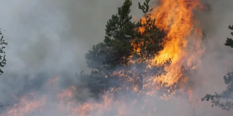 Incendios forestal.