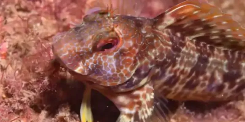 Una especie habitando en los arrecifes artificiales