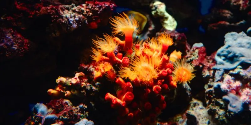 Coral
