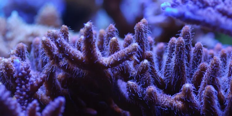 Arrecifes de coral 