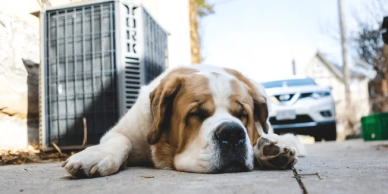 Un perro delante de un vehículo 