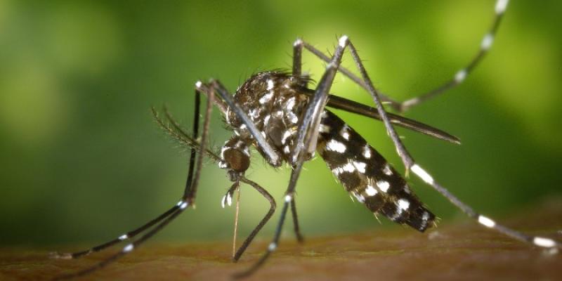 Un ejemplar de mosquito tigre 