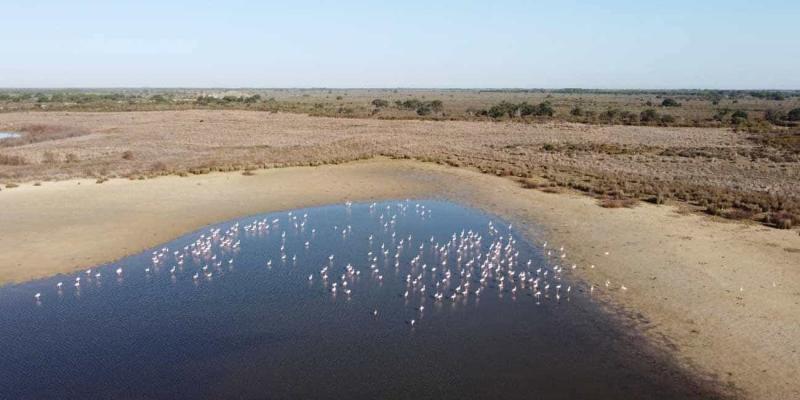 La marisma de Doñana y el peligro de las aves acuáticas