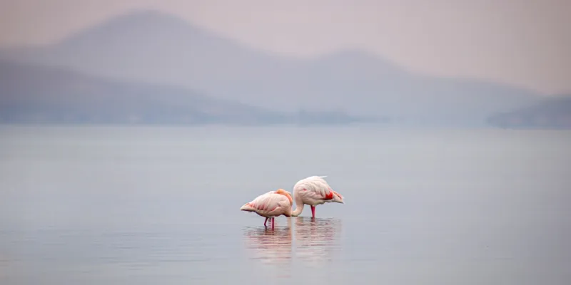 Dos flamencos