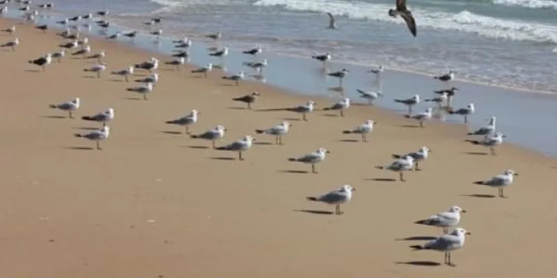 Las aves costeras del Mediterráneo