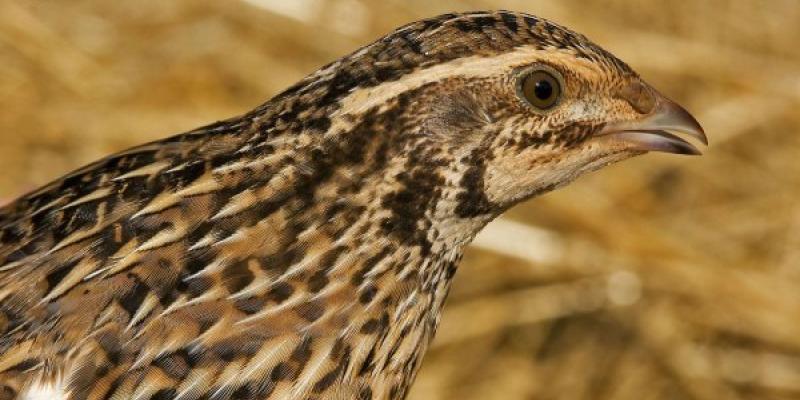 Codorniz común, una de las aves que se cazan y que está en declive