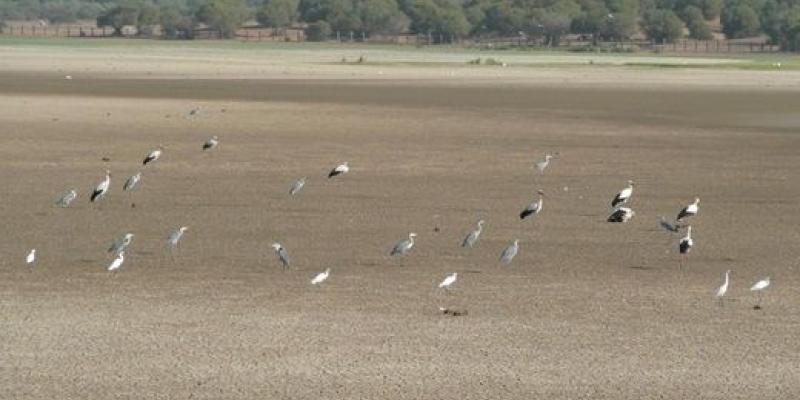 Avifauna de Doñana