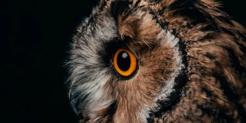 SEO/BirdLife abre el voluntariado para el trato de las aves nocturnas