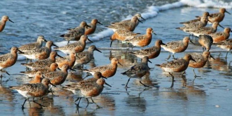 Así son las aves playeras