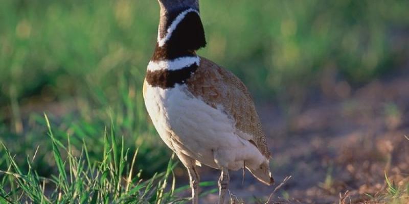 En el seguimiento de aves entra la especie del Sisón común