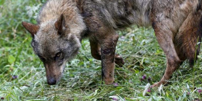 Lobos y ataques a la ganadería Los lobos hacen mucho daño a los ganaderos