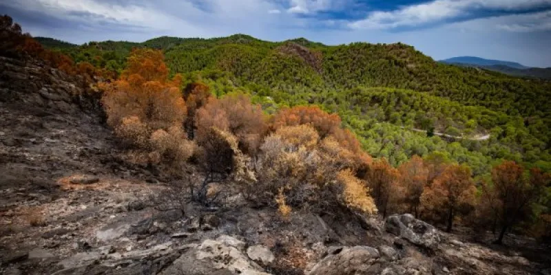 Bosque de pino mediterráneo quemado tras un incendio debido a las olas de calor. 