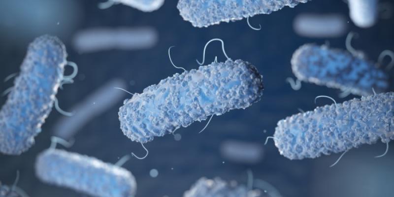 bacteria come carne