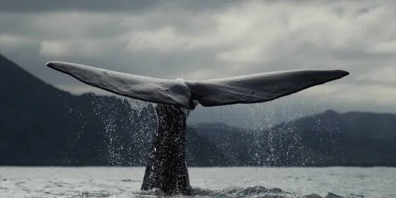 Aumenta la cantidad de ballenas azules y jorobadas en la Antártida