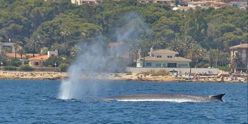 El paso de las ballenas por la costa valenciana y sus consecuencias