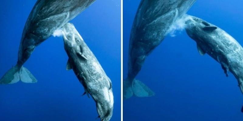 Ballena amamantando a su cría